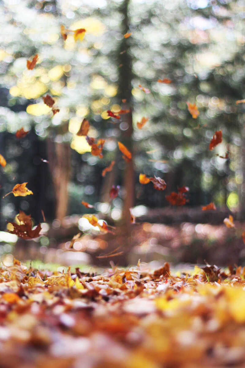 Autumn leaves drifting through a sunlit forest