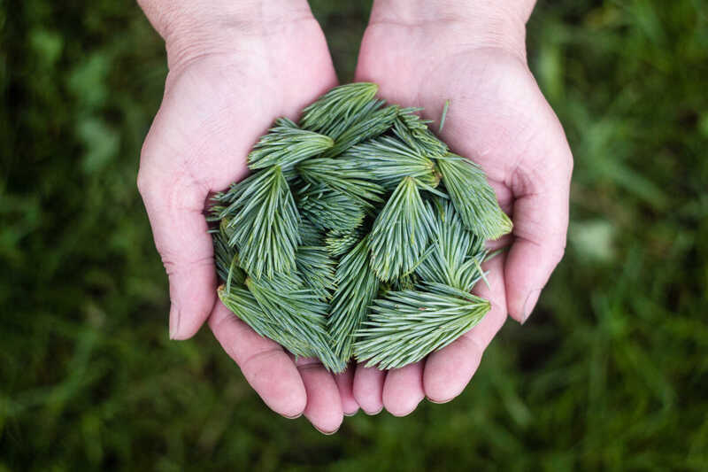 Two hands holding evergreen branches